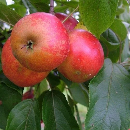 Apple Red Elstar - Image 3