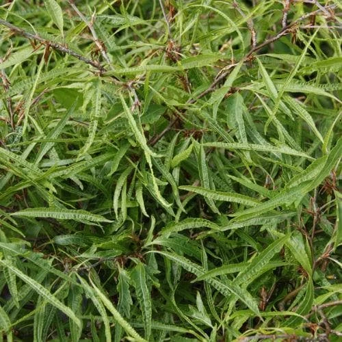 Fagus Sylvatica Mercedes