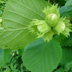 Filbert - Corylus Avellana Hall’s Giant