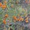 Hippophae Rhamnoides Askola- Sea Buckthorn (female)