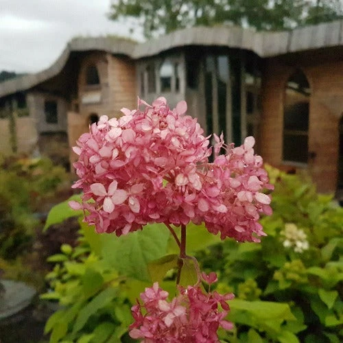 Hydrangea Arborescens Pink Annabelle - Image 2