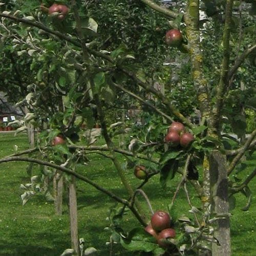 Apple Irish Peach - Image 2