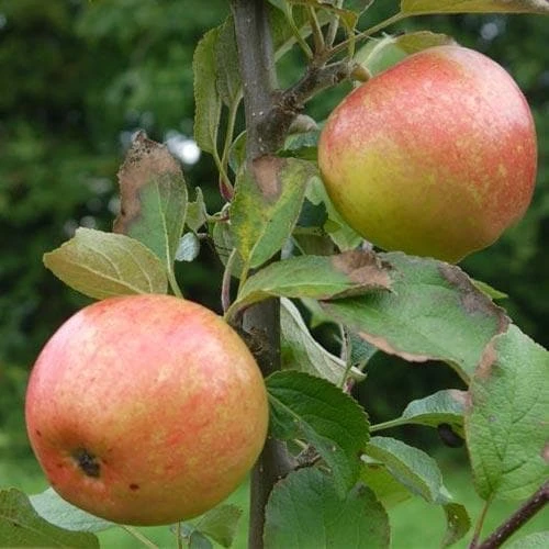Apple Irish Peach - Image 3