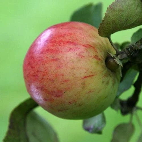 Apple Irish Peach - Image 5