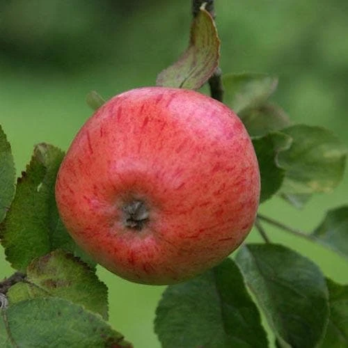 Apple Irish Peach - Image 6