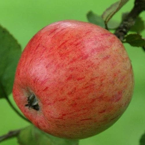 Apple Irish Peach - Image 7
