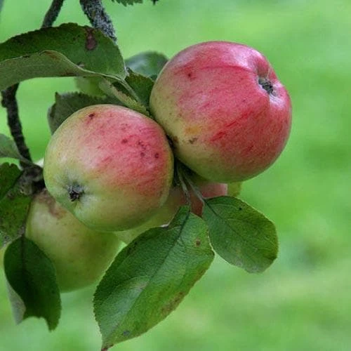 Apple Irish Peach - Image 8
