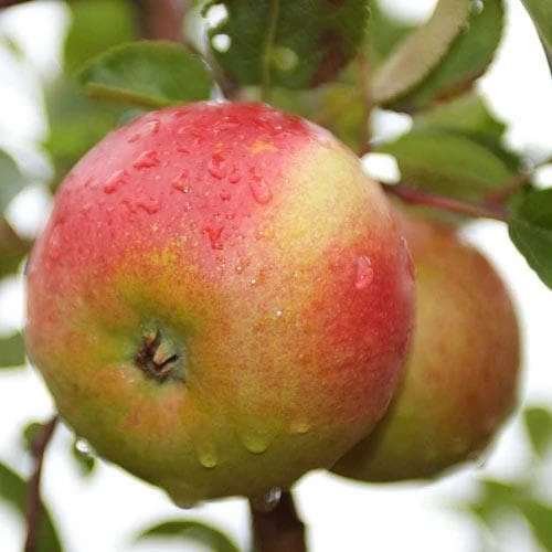 Apple Laxton Superb - Image 3