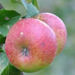 Apple Lord Lambourne