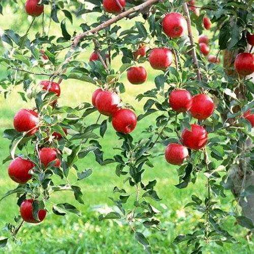 Apple Lough Tree Of Wexford - Image 2