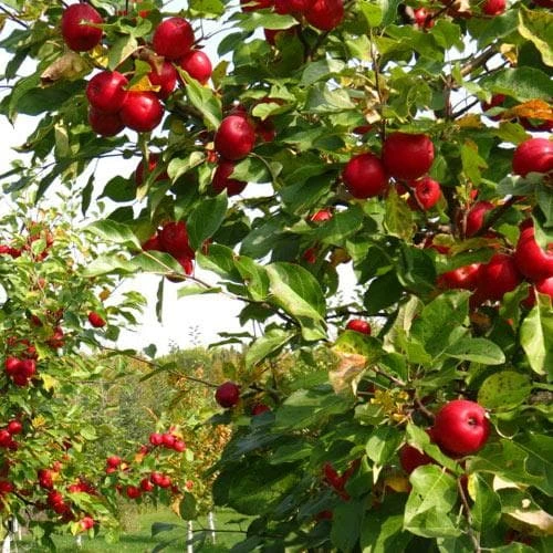 Apple Lough Tree Of Wexford - Image 3