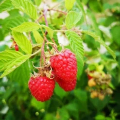 Raspberry Octavia - Summer Fruiting