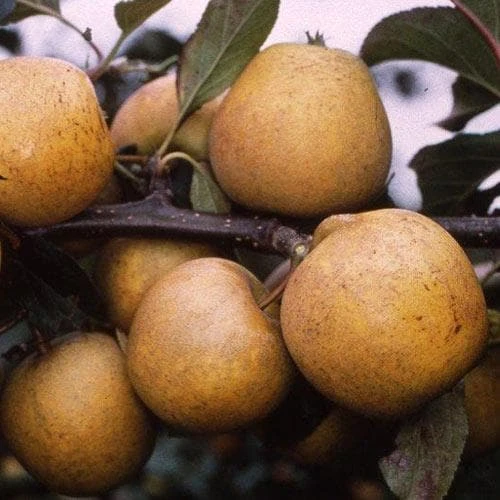 Apple Pitmaston Pine Apple - Image 3