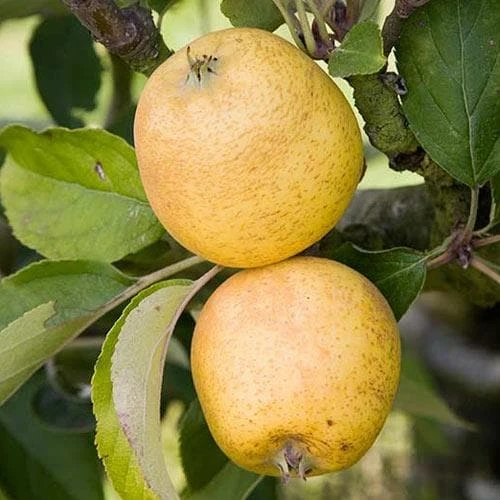 Apple Pitmaston Pine Apple - Image 4